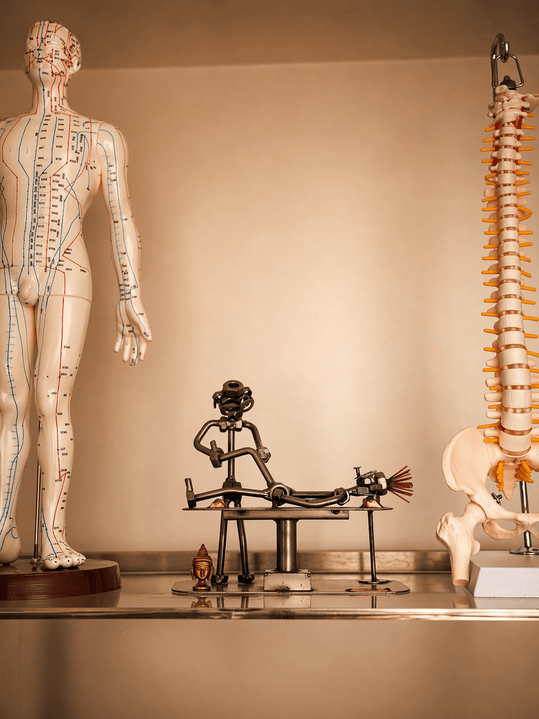 Studio di fisioterapia con modelli anatomici